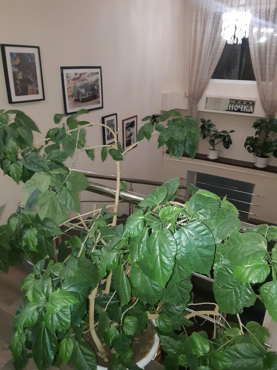 Гостиница Славяночка Глазов-223